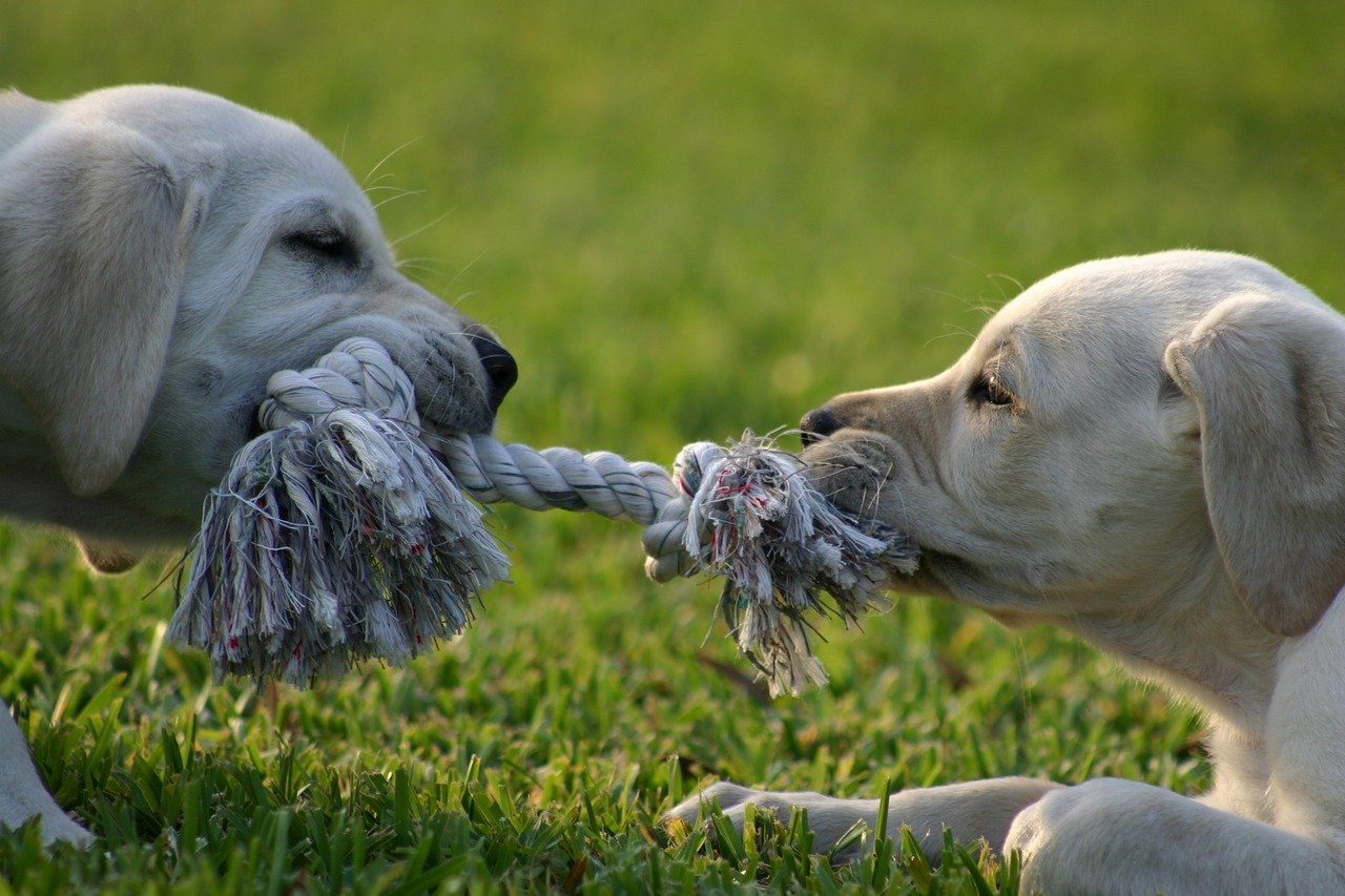Avoid a tug of war in your franchise culture